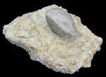 Fossil Paracrinoid (Platycystites) - Bromide Formation, Oklahoma #43795-3